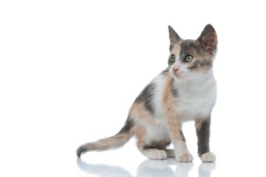 Endişeli kedi yukarı bakıyor 