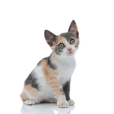 Meraklı bir evcil kedinin yan görünüşü