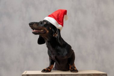 Noel şapkalı tekel köpeği yana bakıyor.