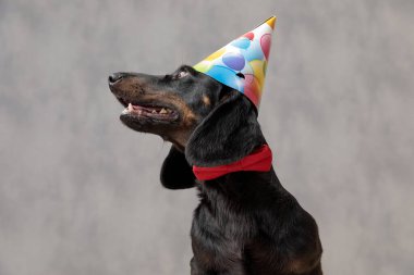 Tekel köpeği büyük gözleri ve düşünceli bakışlarıyla yana bakıyor.