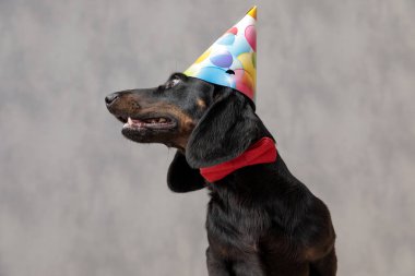 Doğum günü şapkalı tekel köpeği. Derin görünüşlü koridor.
