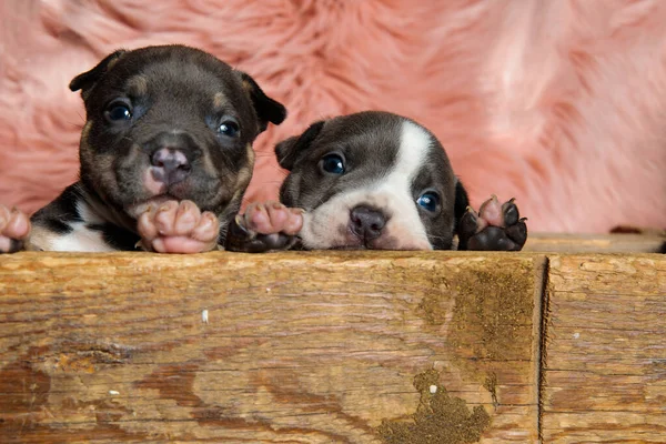 Preciosos cachorros bravucón americano mirando hacia adelante —  Fotos de Stock