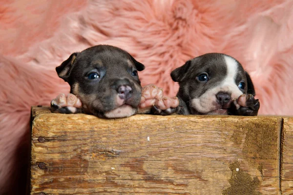 Charming American bully puppies looking away while sitting and l