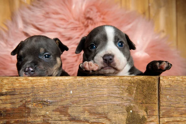 Alegre americano matón cachorros mirando hacia adelante mientras se sienta —  Fotos de Stock