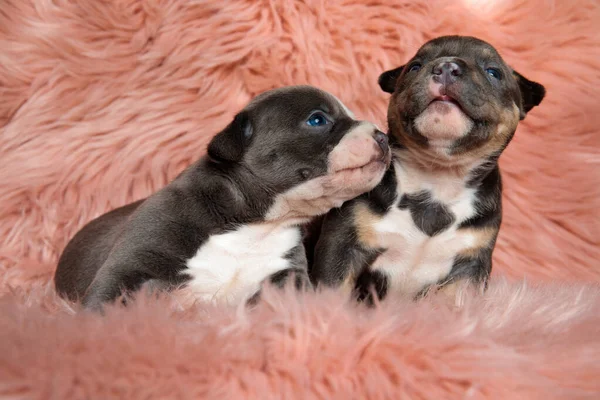 Dos cachorros bravucón americano alegre que se reconfortan mutuamente —  Fotos de Stock