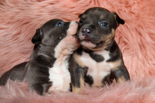 Adorabile americano bullo cuccioli baci — Foto Stock