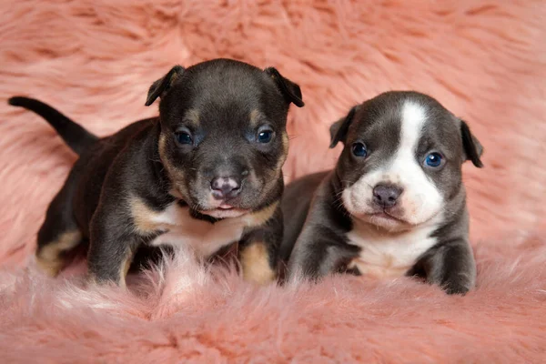 Two focused American bully cubs looking forward — Stock Photo, Image