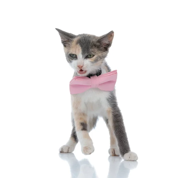 Infastidito gatto domestico ringhiare e distogliere lo sguardo — Foto Stock
