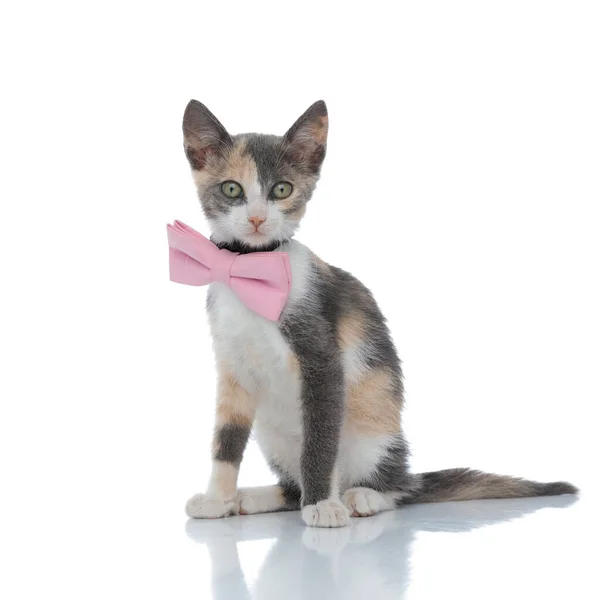Szép cica néz előre, miközben visel egy rózsaszín csokornyakkendő — Stock Fotó