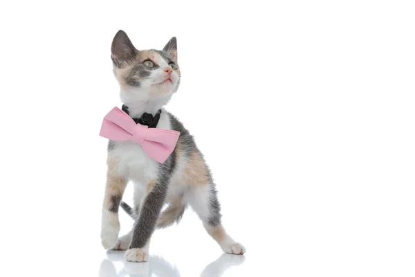 Eifriges Kätzchen schaut neugierig nach oben, während es ein rosa Kleid trägt — Stockfoto