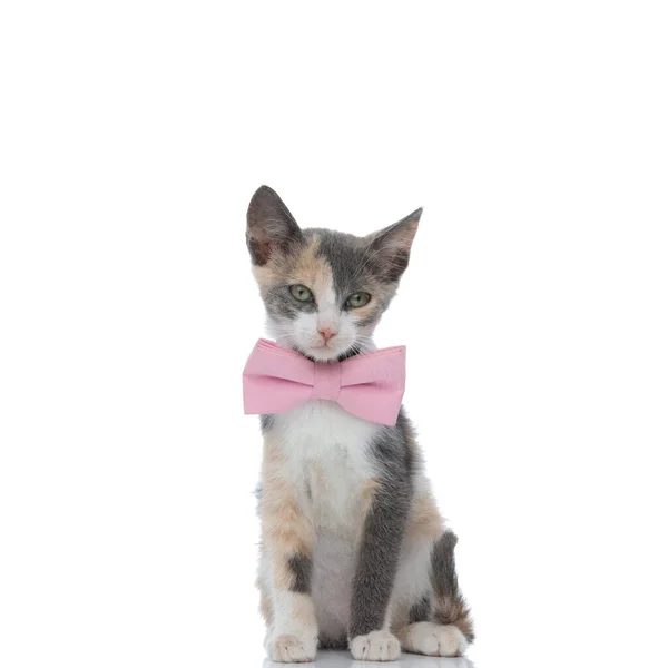 Gatinho incerto olhando embora enquanto vestindo uma gravata rosa — Fotografia de Stock