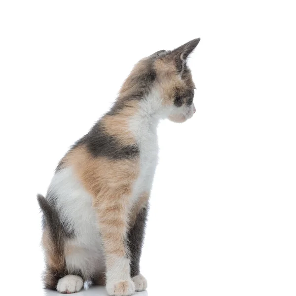 Boční pohled na zaostřenou domácí kočku dívající se jinam — Stock fotografie
