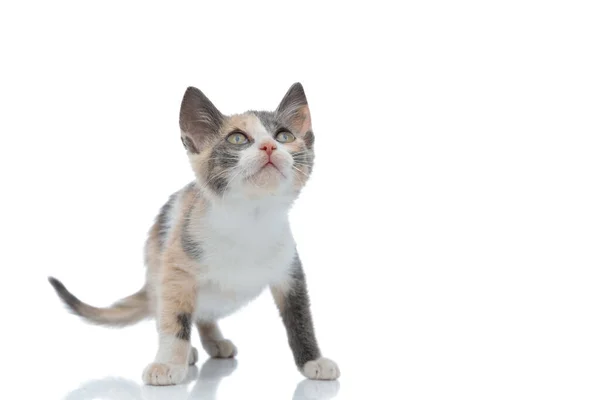 Frightened cat looking up — Stock Photo, Image