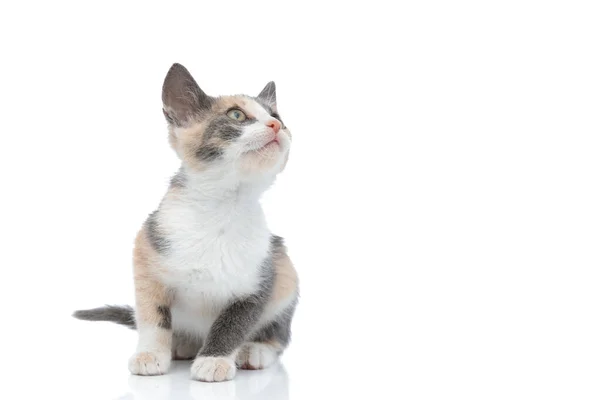 Focused kitten curiously looking away — Stock Photo, Image