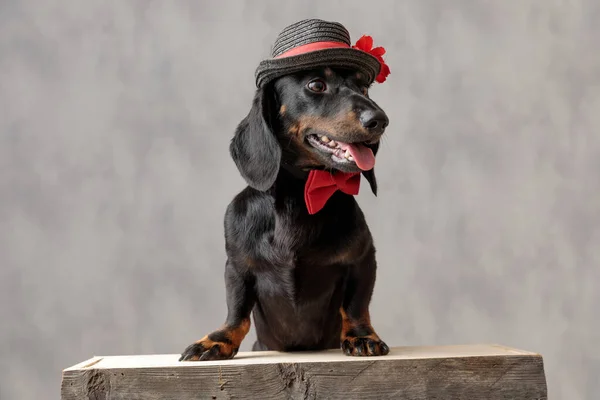 Teckel perro con sombrero y pajarita roja sentado tablero de madera — Foto de Stock