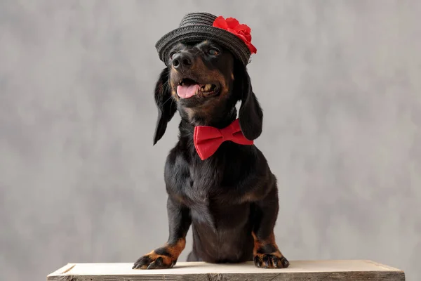 Cane cucciolo teckel con cappello e papillon rosso che ansima — Foto Stock