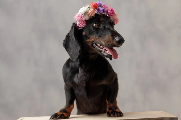 Teckel perro con flores diadema sobresaliente lengua —  Fotos de Stock