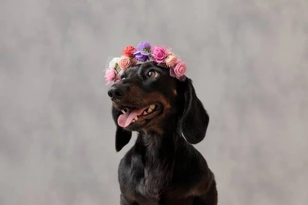 Close up de belo cão teckel com flores headband — Fotografia de Stock