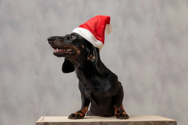 Piesek teckel z kapeluszem świątecznym patrząc na bok — Zdjęcie stockowe
