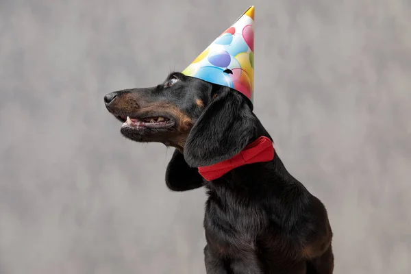 Piesek teckel z kapeluszem urodzinowym patrząc alejka z głębokim spojrzeniem — Zdjęcie stockowe