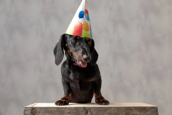 Teckel pes s narozeninovým kloboukem dívá dolů smutný — Stock fotografie
