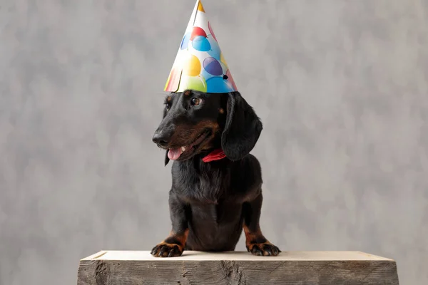 Teckel hund med födelsedagshatt tittar bort — Stockfoto