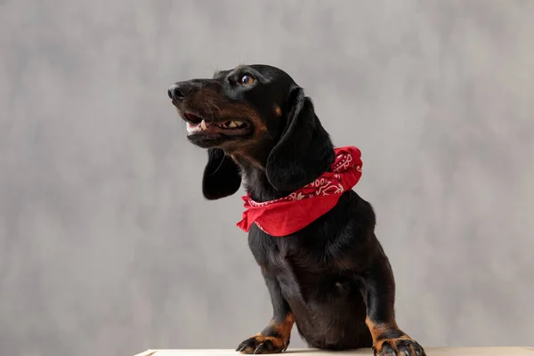 Собака Текел сидит на деревянной доске и смотрит в сторону — стоковое фото