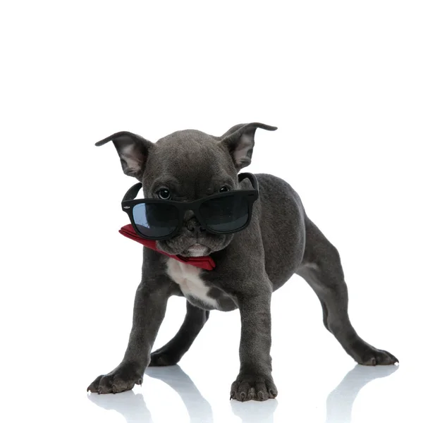 Cute American Bully noszenie okulary przeciwsłoneczne i Bowtie — Zdjęcie stockowe