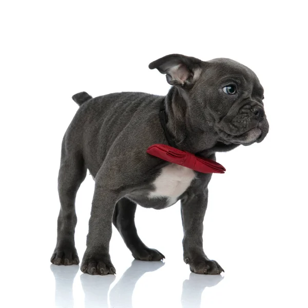 Adorable american bully wearing a red bowtie on white background — Stock Photo, Image