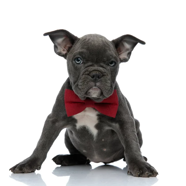 Adorable american bully wearing red bowtie on white background — Stock Photo, Image