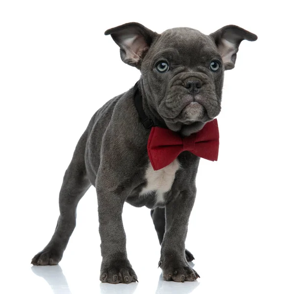 Adorable american bully looking to side and wearing a bowtie — Stock Photo, Image