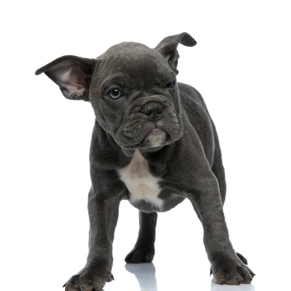 Adorable american bully standing on white background — Stock Photo, Image