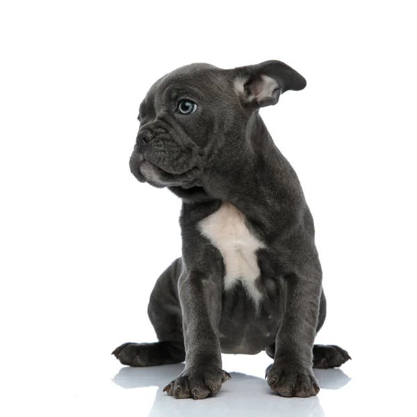 Cute american bully looking to side on white background — Stock Photo, Image