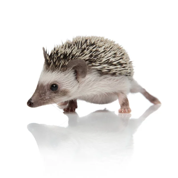 Brown African hedgehog curiously looking to the side — Stock Photo, Image
