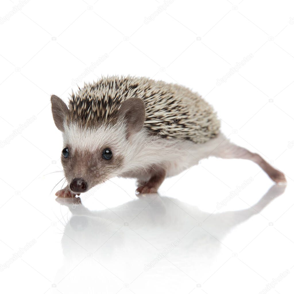 Cute hedgehog sneaking carefully 