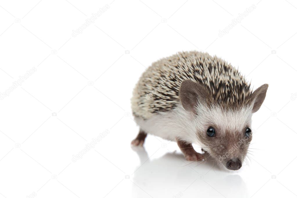 Adorable hedgehog walking and searching 