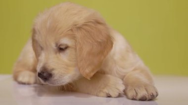 Meraklı Golden Retriever yavrusu yerde bir şeyi takip ediyor, arıyor, kokluyor ve sarı arka planda geziniyor.