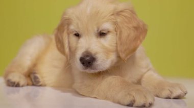 Tatlı Golden Retriever köpeğinin sarı arka planda uyumaya çalışırken dikkati dağılıyor.
