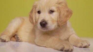 Merak uyandıran Golden Retriever köpeğinin gürültüyle dikkati dağılıyor, etrafa bakıyor ve sarı arka planda uyumaya devam ediyor.