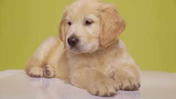 Curioso Golden Retriever Filhote Cachorro Deitado Seguindo Algo Chão Olhando — Vídeo de Stock