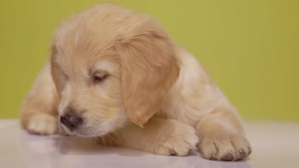 Nieuwsgierige Golden Retriever Pup Die Iets Volgt Vloer Zoekt Snuffelt — Stockvideo