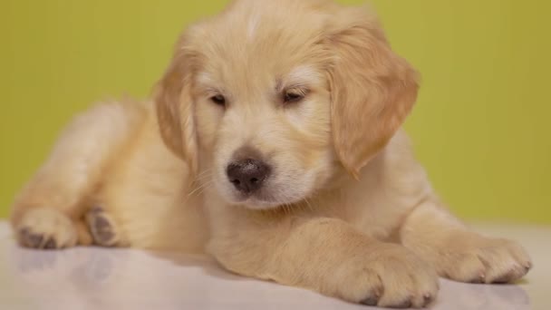 Mignon Golden Retriever Chiot Continue Distraire Essayant Endormir Sur Fond — Video