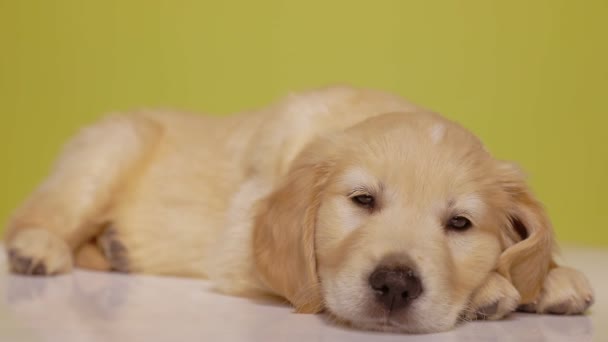 Lat Golden Retriever Hund Vakna Upp Titta Runt Och Bli — Stockvideo