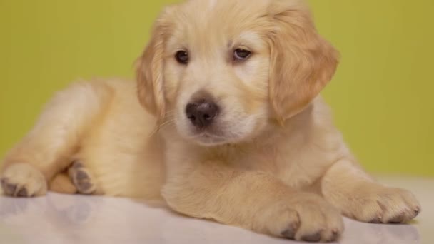 Nieuwsgierige Golden Retriever Puppy Wordt Afgeleid Door Lawaai Rond Kijken — Stockvideo