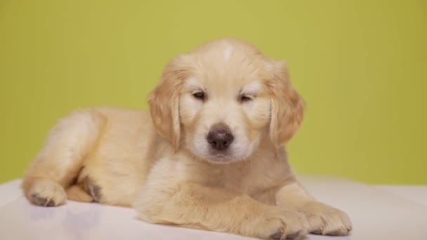 Χαριτωμένο Golden Retriever Μικρό Σκυλί Κοιτάζοντας Γύρω Κλείνει Μάτι Βάζοντας — Αρχείο Βίντεο