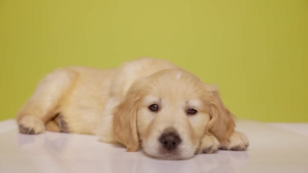 Adorable Labrador Retriever Chiot Couché Avec Tête Sur Les Pattes — Video