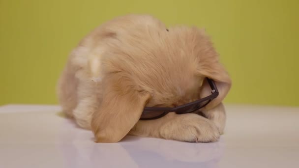Cucciolo Golden Retriever Cercando Abbattere Occhiali Sole Scuotendo Testa Piedi — Video Stock