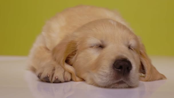 Bonito Golden Retriever Cachorrinho Deitado Dormindo Constrição Pálpebras Sonhando Com — Vídeo de Stock