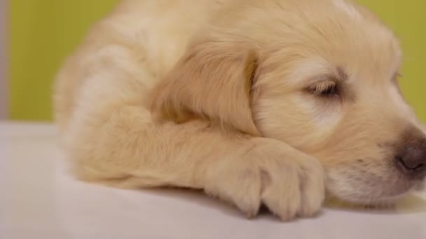 Slaperige Golden Retriever Puppy Wakker Wrijven Hoofd Vloer Veranderende Slaapstanden — Stockvideo