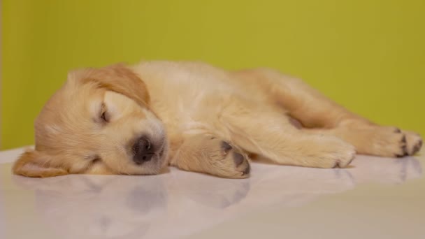Sonolento Cão Golden Retriever Deitado Lado Direito Dormindo Sonhando Com — Vídeo de Stock